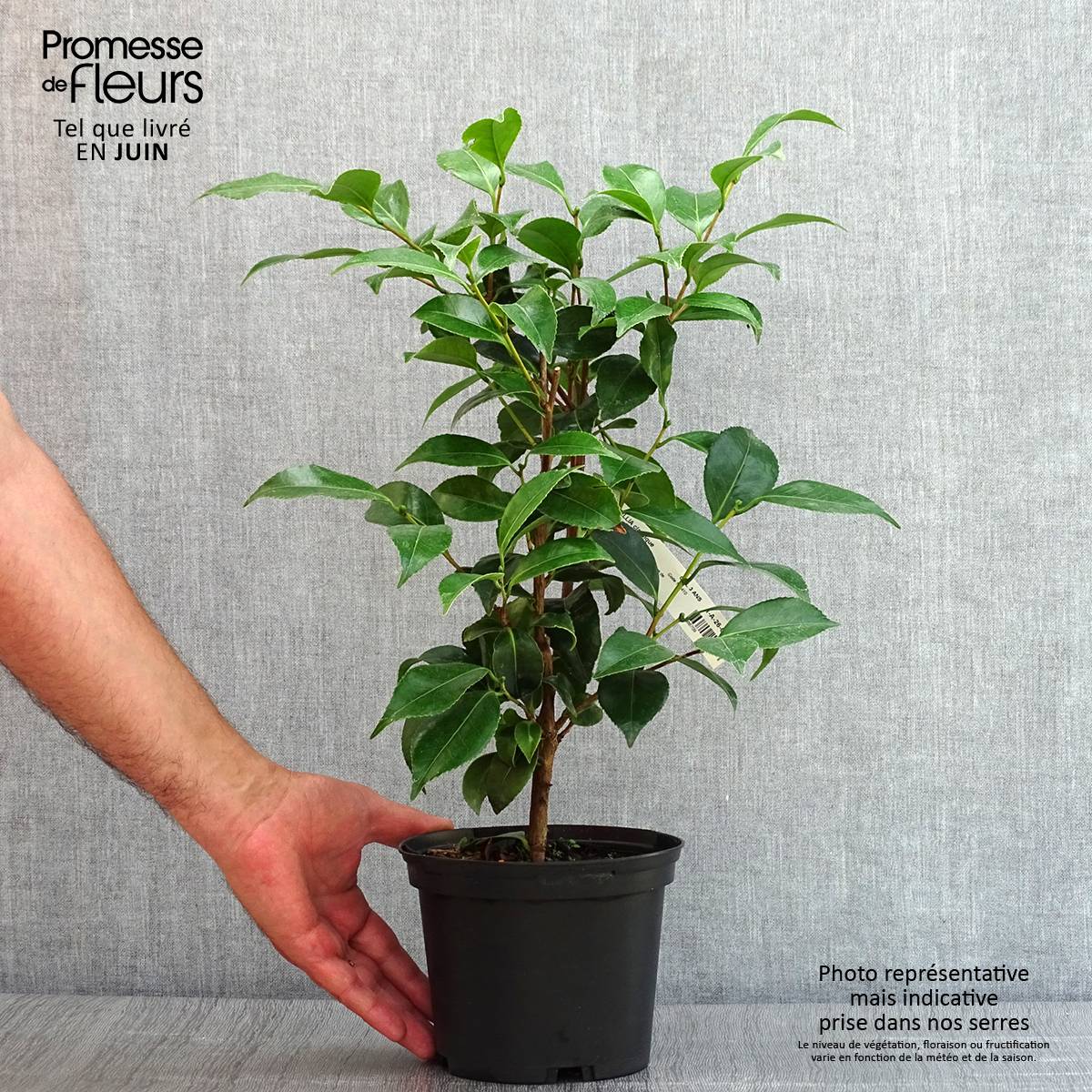Camélia Stacy Susan - Camellia japonica Pot de 2L/3L - Image 2