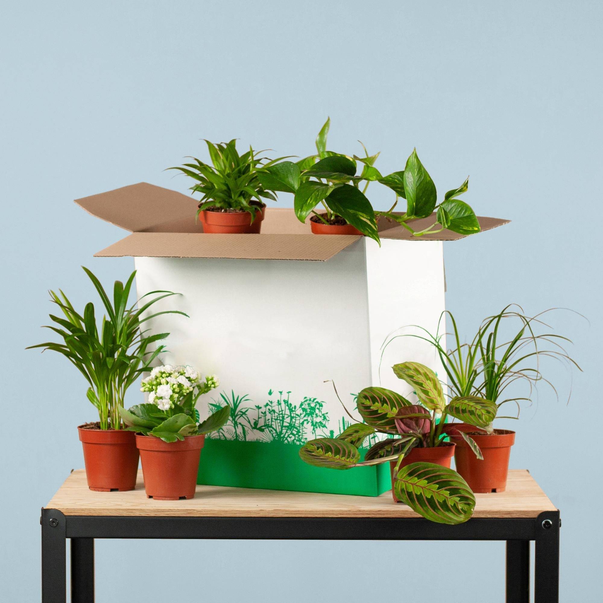 La Green Touch - Coffret - Image 2