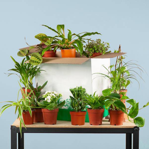 La Green Touch - Coffret - Image 6