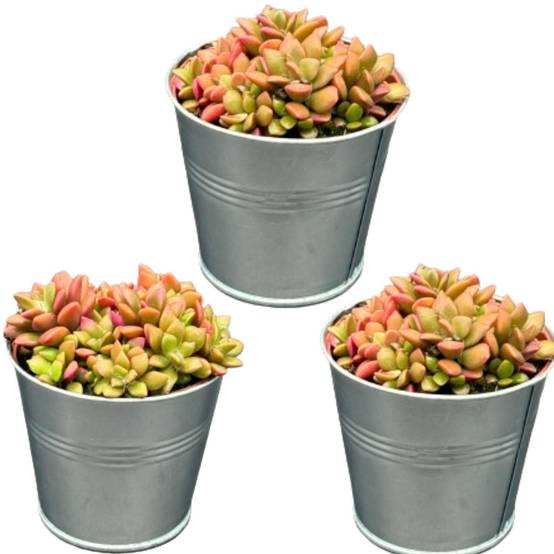 Anacampseros Rufescens Variegata en Pot de Zinc - Lot de 3 Succulentes Colorées- La Green Touch - Image 1