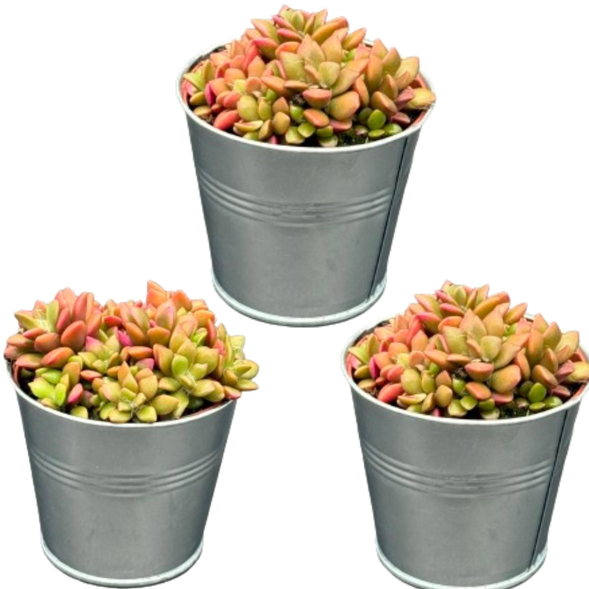Anacampseros Rufescens Variegata en Pot de Zinc - Lot de 3 Succulentes Colorées- La Green Touch