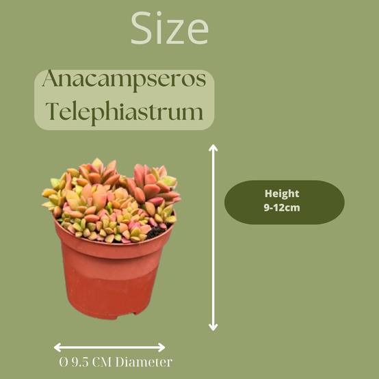 Anacampseros Rufescens Variegata en Pot de Zinc - Lot de 3 Succulentes Colorées- La Green Touch - Image 2