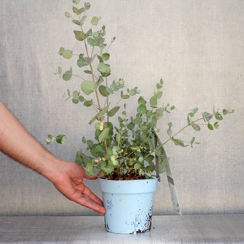 Promesse de Fleurs - Eucalyptus gunnii Blaue Liebe - Gommier cidre Pot de 2L/3L - Image 2