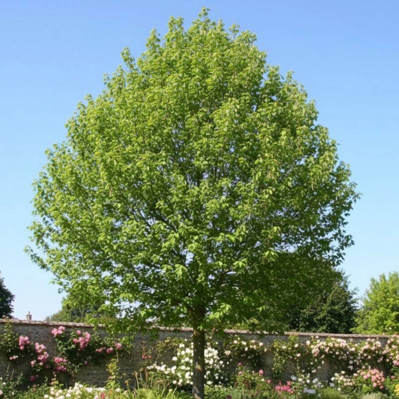 Érable à feuilles de frêne, Acer negundo - Pot de 30L - Tige 12/14 - Image 2