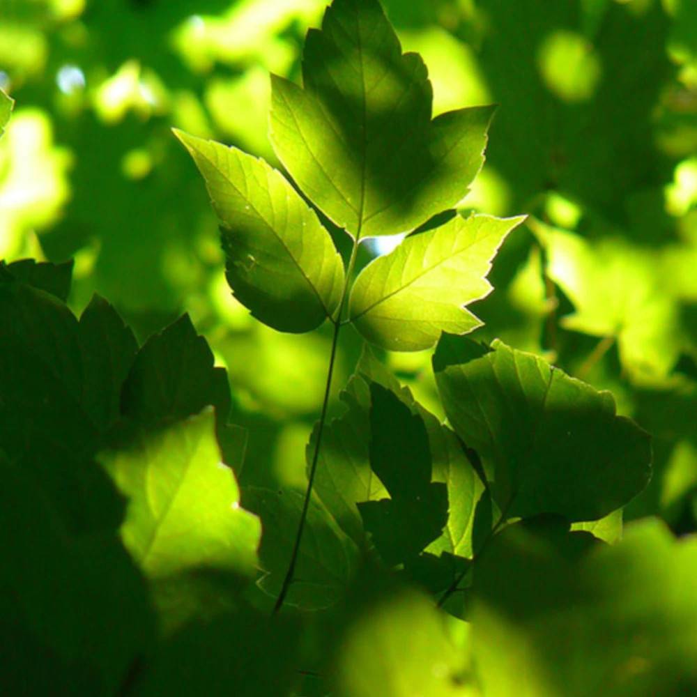 Érable à feuilles de frêne, Acer negundo - Pot de 30L - Tige 12/14 - Image 1