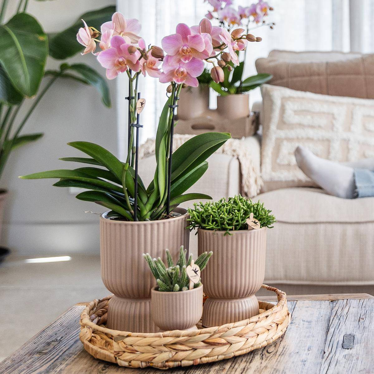 La Green Touch - Orchidée Phalaenopsis Jaune et son pot- La Green Touch Sable - Hauteur 35cm - Image 2