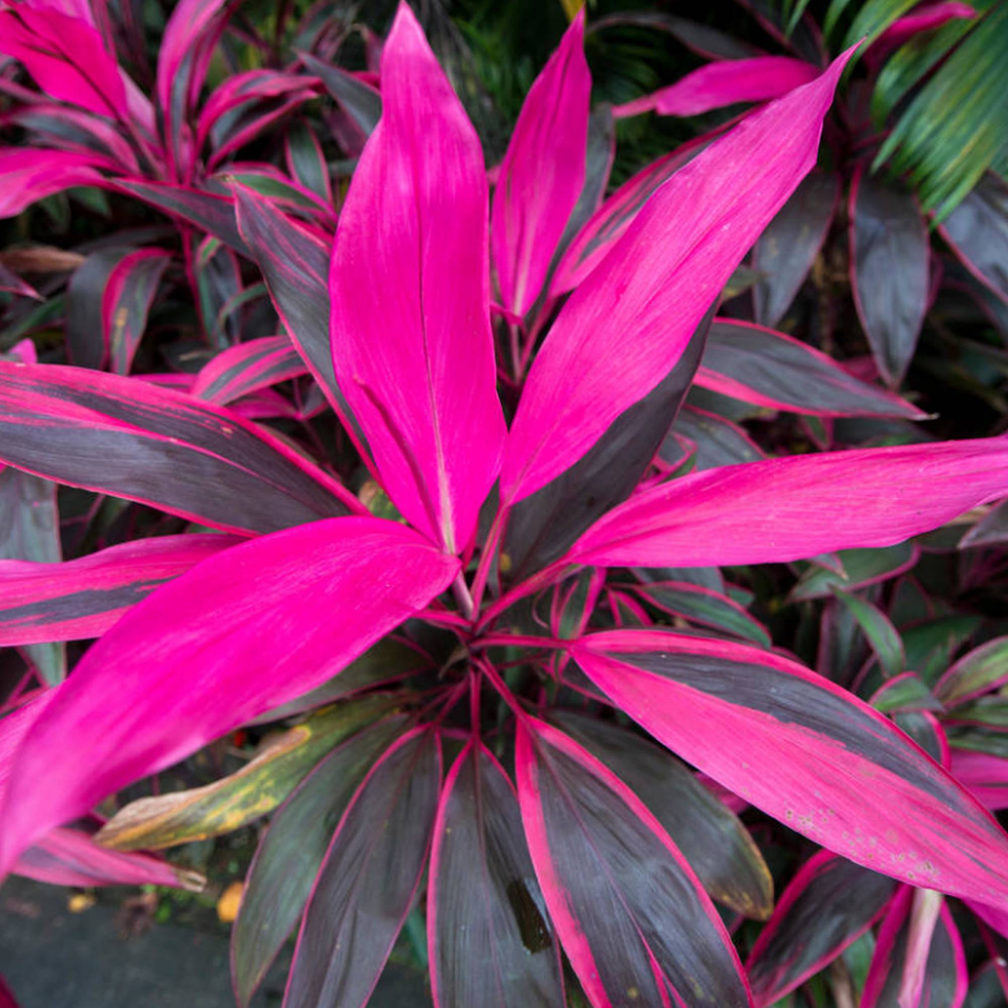 Gardenersdream - Cordyline Tango | Faux Palmier Au Feuillage Persistant Pour La Maison Ou Le Bureau (De 30 À 40 Cm Pot Inclus) - GardenersDream - Image 1
