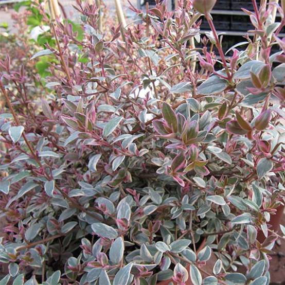 Promesse de Fleurs - Myrtus ugni Flambeau - Myrte ugni Pot de 3L/4L - Image 1