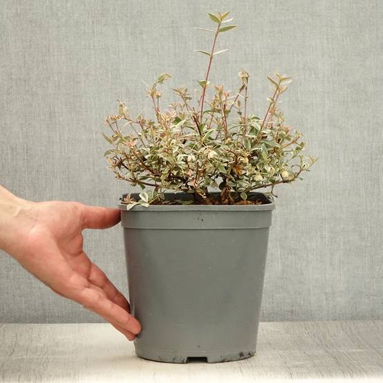 Promesse de Fleurs - Myrtus ugni Flambeau - Myrte ugni Pot de 3L/4L - Image 2