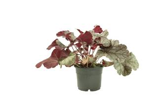Heuchera collection pot 10,5 cm