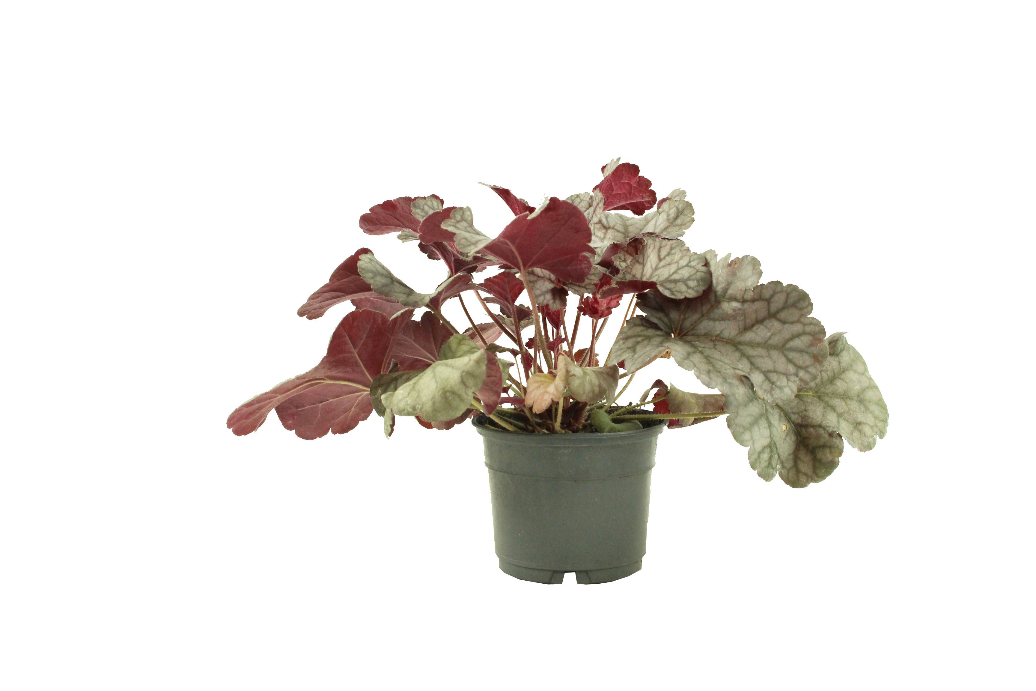 Heuchera collection  pot 10,5 cm