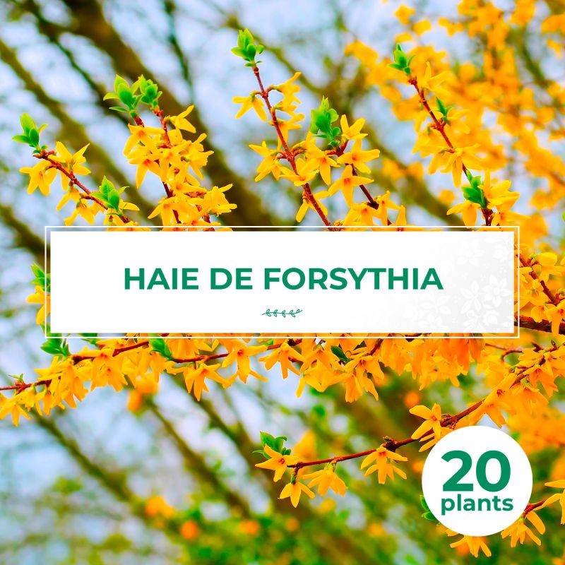 20 Forsythias (Forsythia X Intermedia 'Lynwood Gold') - Haie de Forsythia x Intermedia - - Pépinières Naudet - Image 1