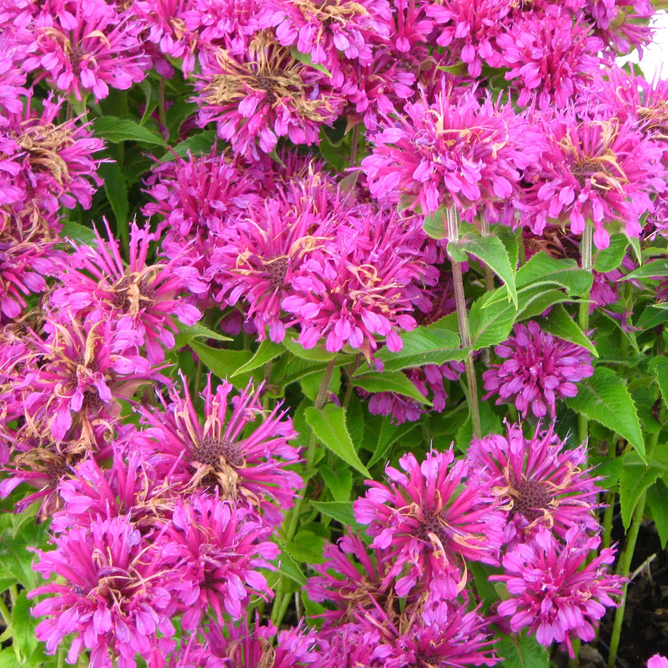 Monarde Purple Lace - Bergamote Godet de 8/9 cm