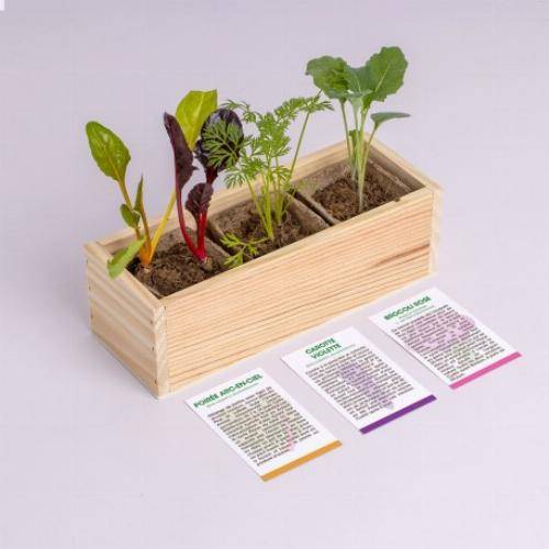 Kit mini potager légumes et herbes aromatiques - Herbes aromatiques - Image 3