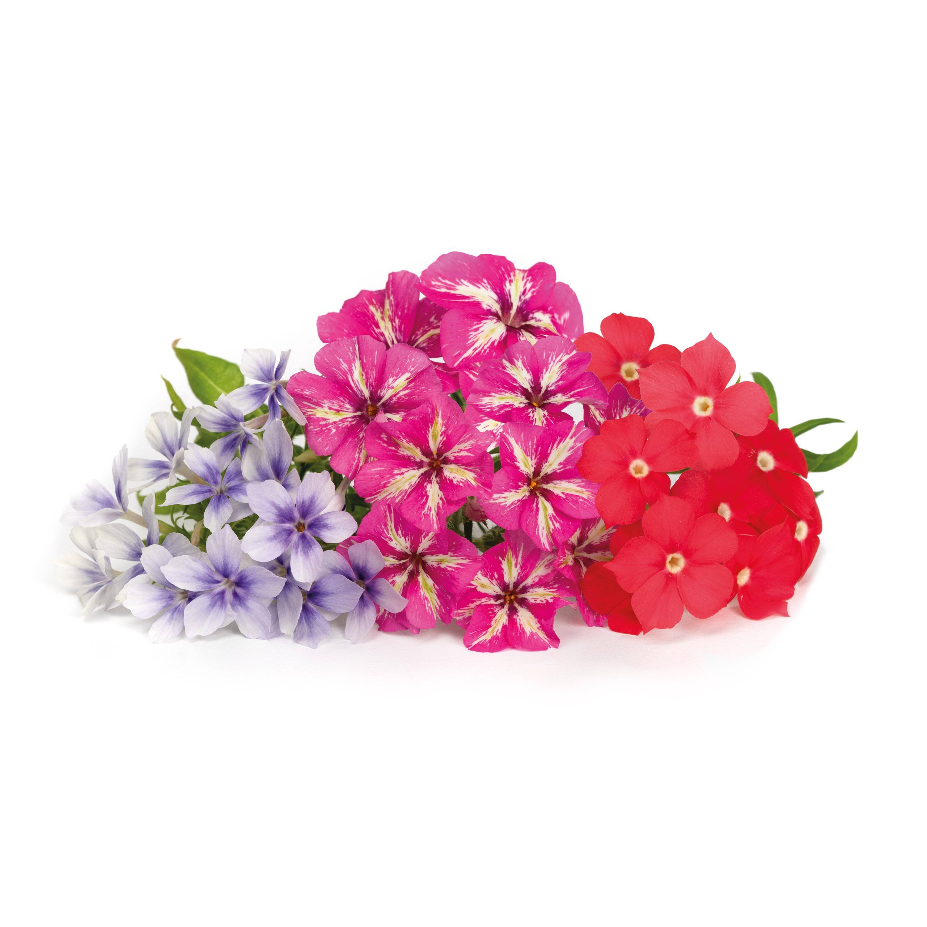 Veritable - Lingot Phlox - Recharge prête à l'emploi - Véritable - Image 2