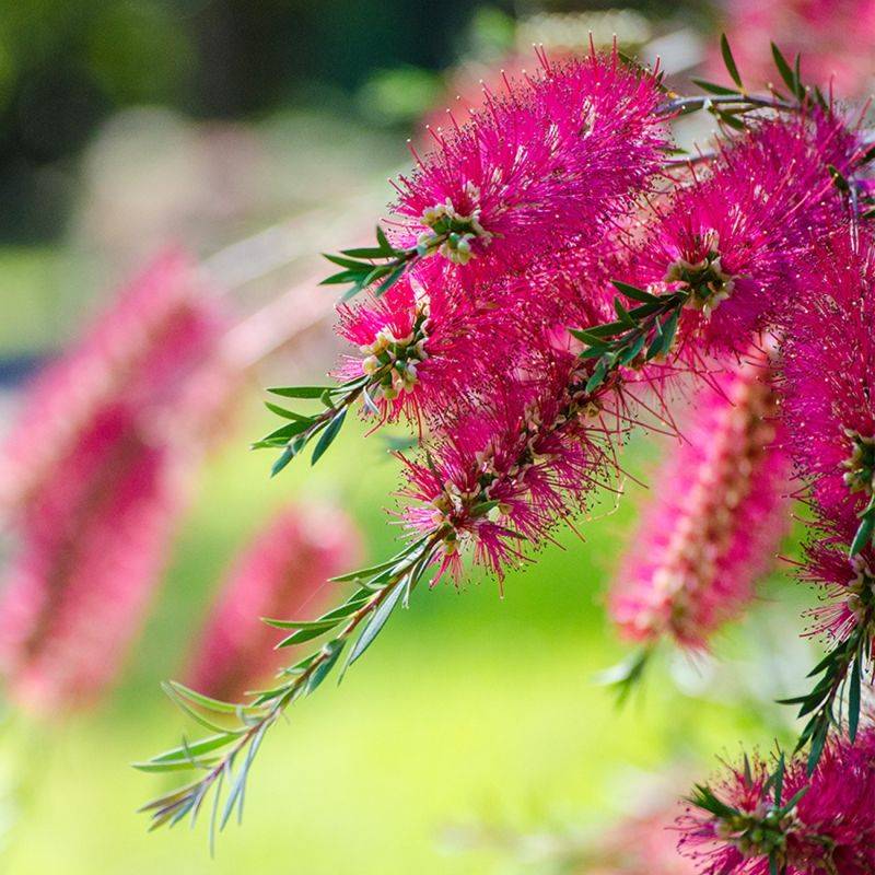 Rince bouteille (Callistemon x laevis) - Godet 9cm - Pépinières Naudet