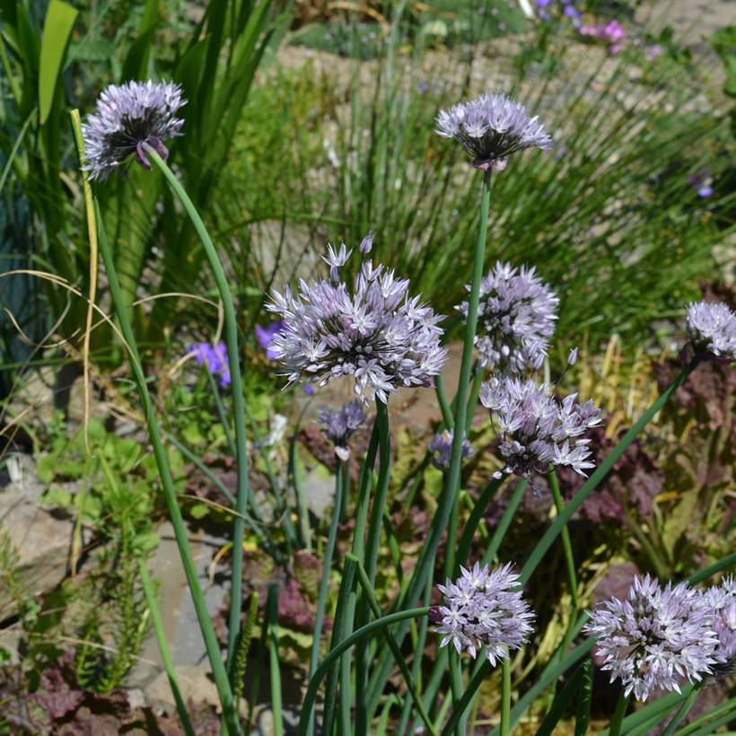 Promesse de Fleurs - Allium ledebourianum - Ciboulette de l'Altaï Bulbe calibre I (par 2)