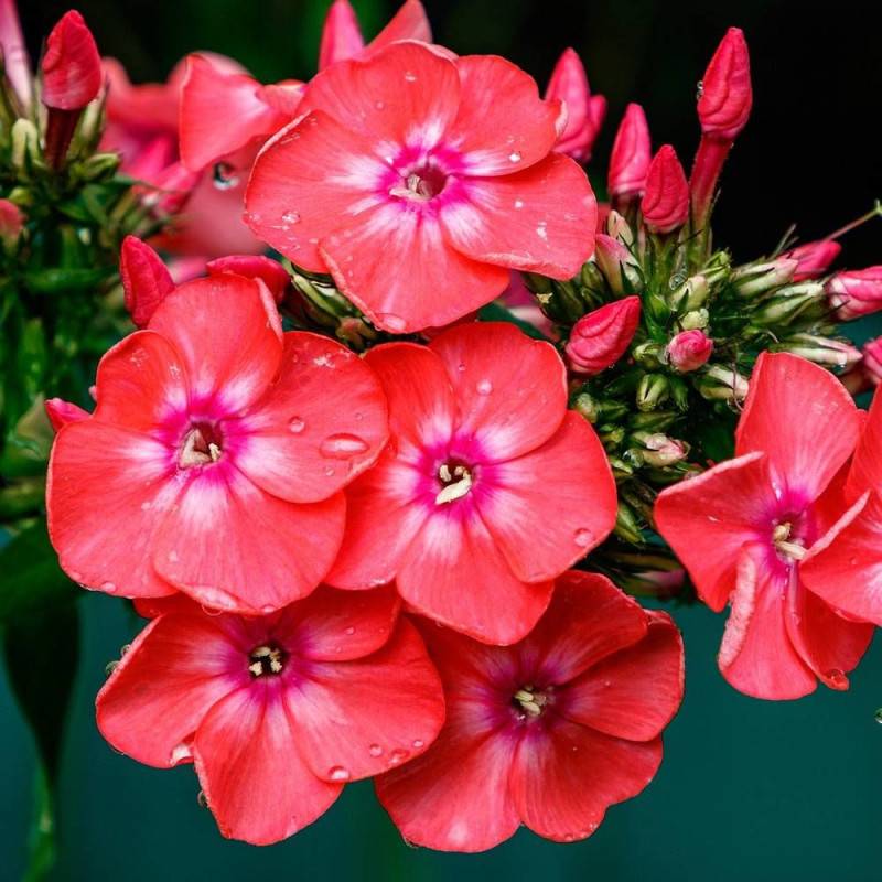 Phlox paniculé Orange Perfection à fleurs Orange/ - feuillage Caduc - Godet - 5/20 cm - Image 1