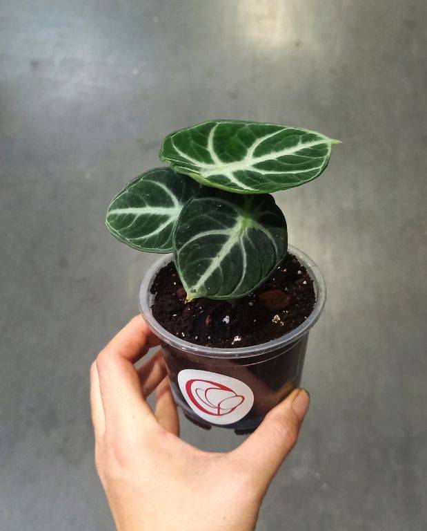 Alocasia Black Ninja D. 9cm H. 10cm - Plante d'intérieur - IndoorPoppies - Image 3