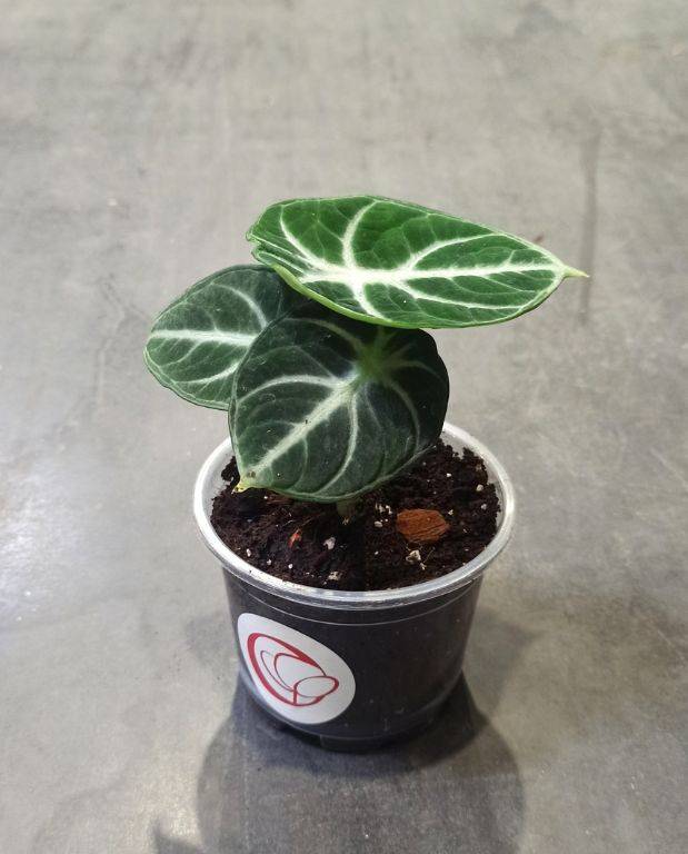 Alocasia Black Ninja D. 9cm H. 10cm - Plante d'intérieur - IndoorPoppies - Image 1