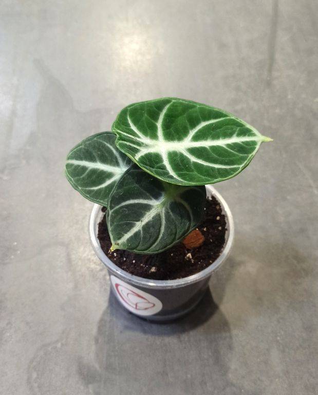Alocasia Black Ninja D. 9cm H. 10cm - Plante d'intérieur - IndoorPoppies - Image 4