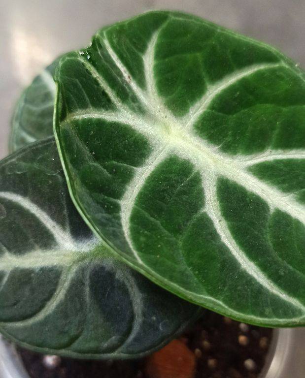 Alocasia Black Ninja D. 9cm H. 10cm - Plante d'intérieur - IndoorPoppies - Image 2