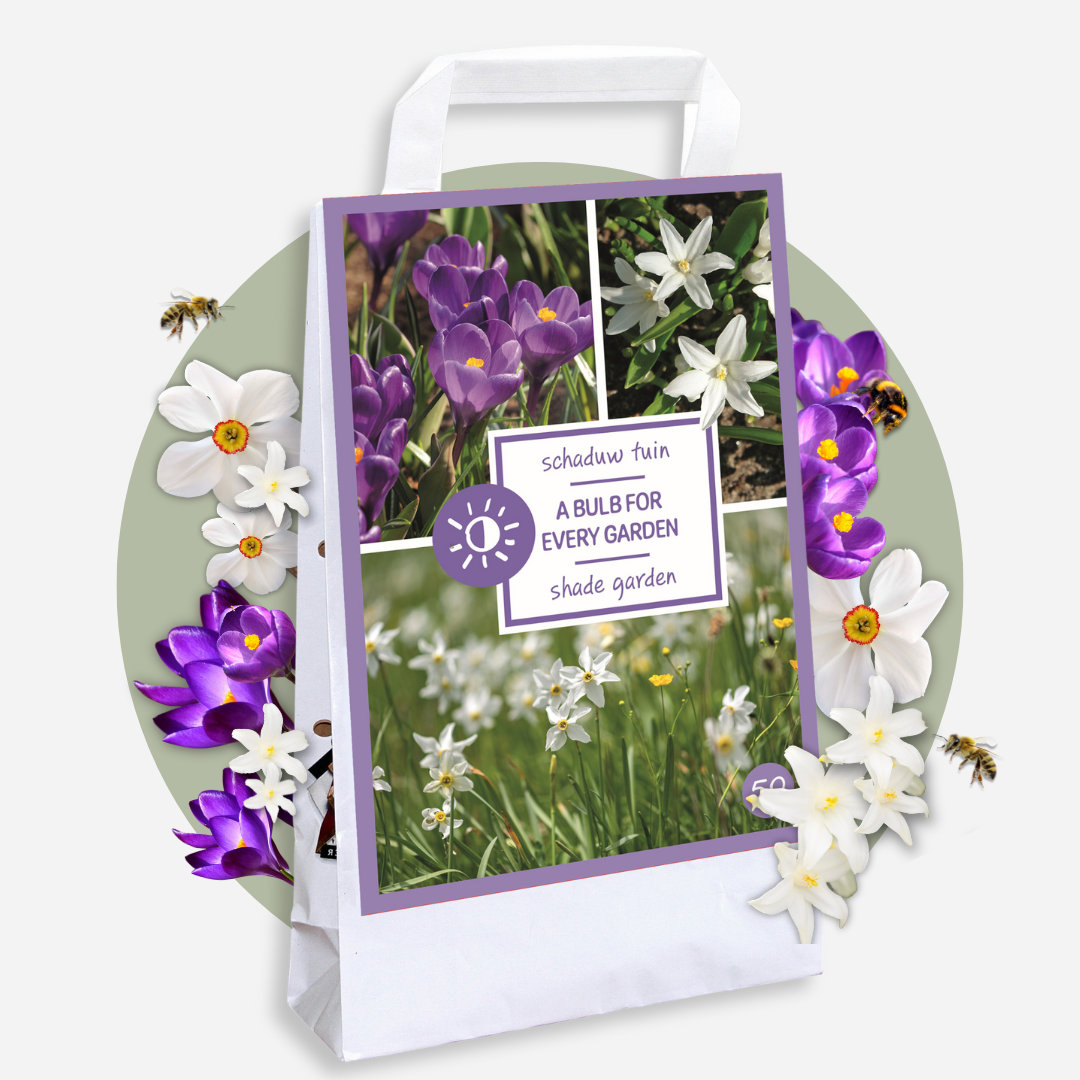 Plant In A Box - Coffret Jardin Ombragé - 50 bulbes pour ombre & mi-ombre - Image 3