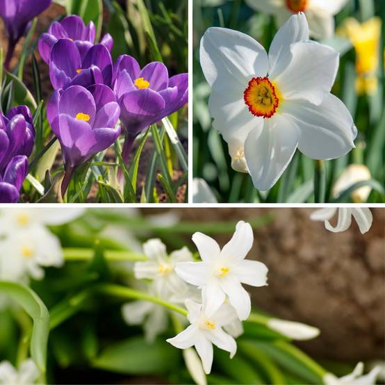 Plant In A Box - Coffret Jardin Ombragé - 50 bulbes pour ombre & mi-ombre - Image 2