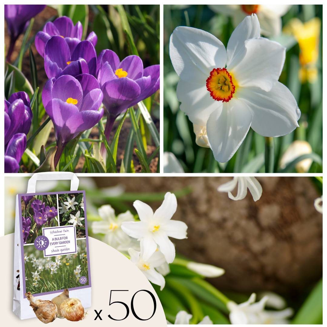 Plant In A Box - Coffret Jardin Ombragé - 50 bulbes pour ombre & mi-ombre - Image 1