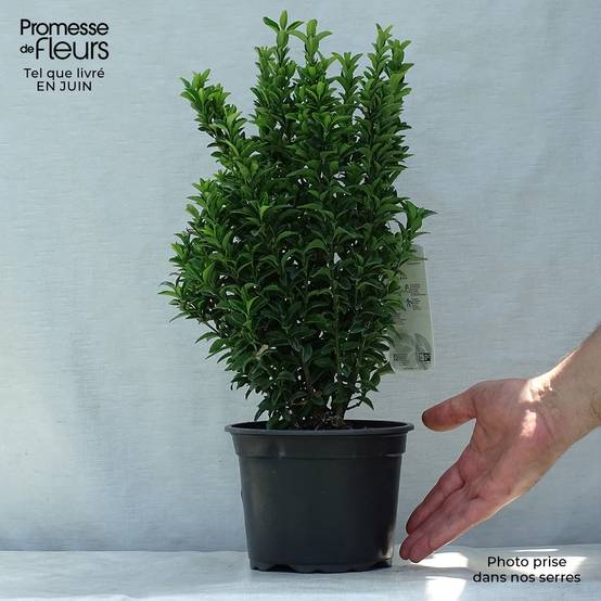 Promesse de Fleurs - Euonymus japonicus Microphyllus - Fusain du Japon Pot de 2L/3L - Image 2