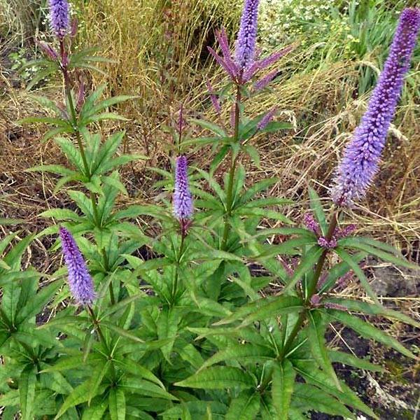 Veronicastrum virginicum Cupid - Véronique Cupid Godet de 8/9 cm