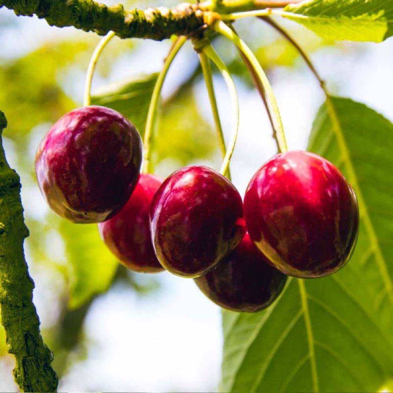 Cerisier bigarreau 'Hedelfingen' (Prunus avium 'Hedelfingen') - Scion de 100cm - Pépinières Naudet - Image 1