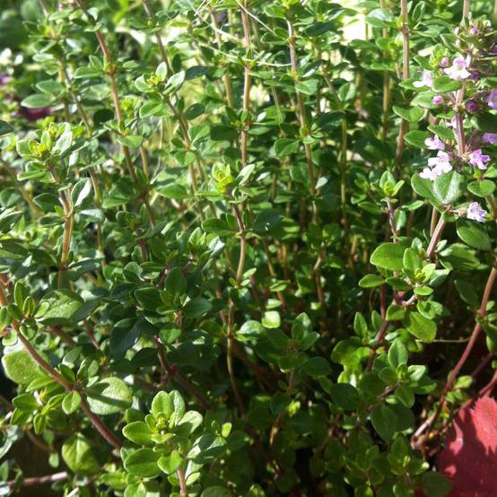 Thym citron BIO - Thymus citriodorus Godet de 8/9 cm
