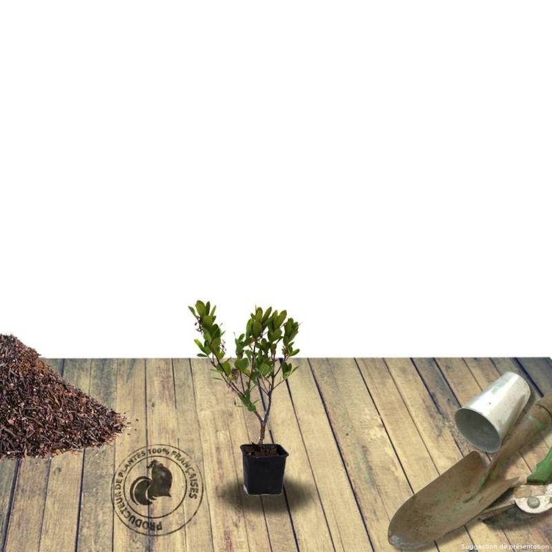 Arbousier, Arbre aux fraises Compacta à fleurs Blanche - feuillage Persistant - Pot de 4L - 20/40 cm-  hauteur à maturité De 1,50 m à 2,00 m - Image 4