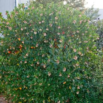 Arbousier, Arbre aux fraises Compacta à fleurs Blanche - feuillage Persistant - Pot de 4L - 20/40 cm- hauteur à maturité De 1,50 m à 2,00 m