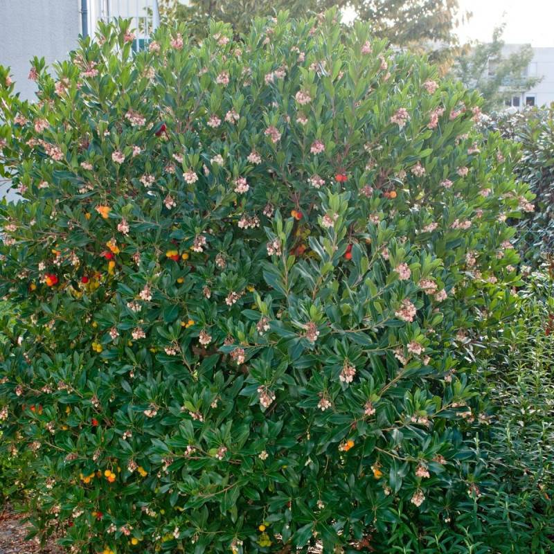 Arbousier, Arbre aux fraises Compacta à fleurs Blanche - feuillage Persistant - Pot de 4L - 20/40 cm-  hauteur à maturité De 1,50 m à 2,00 m