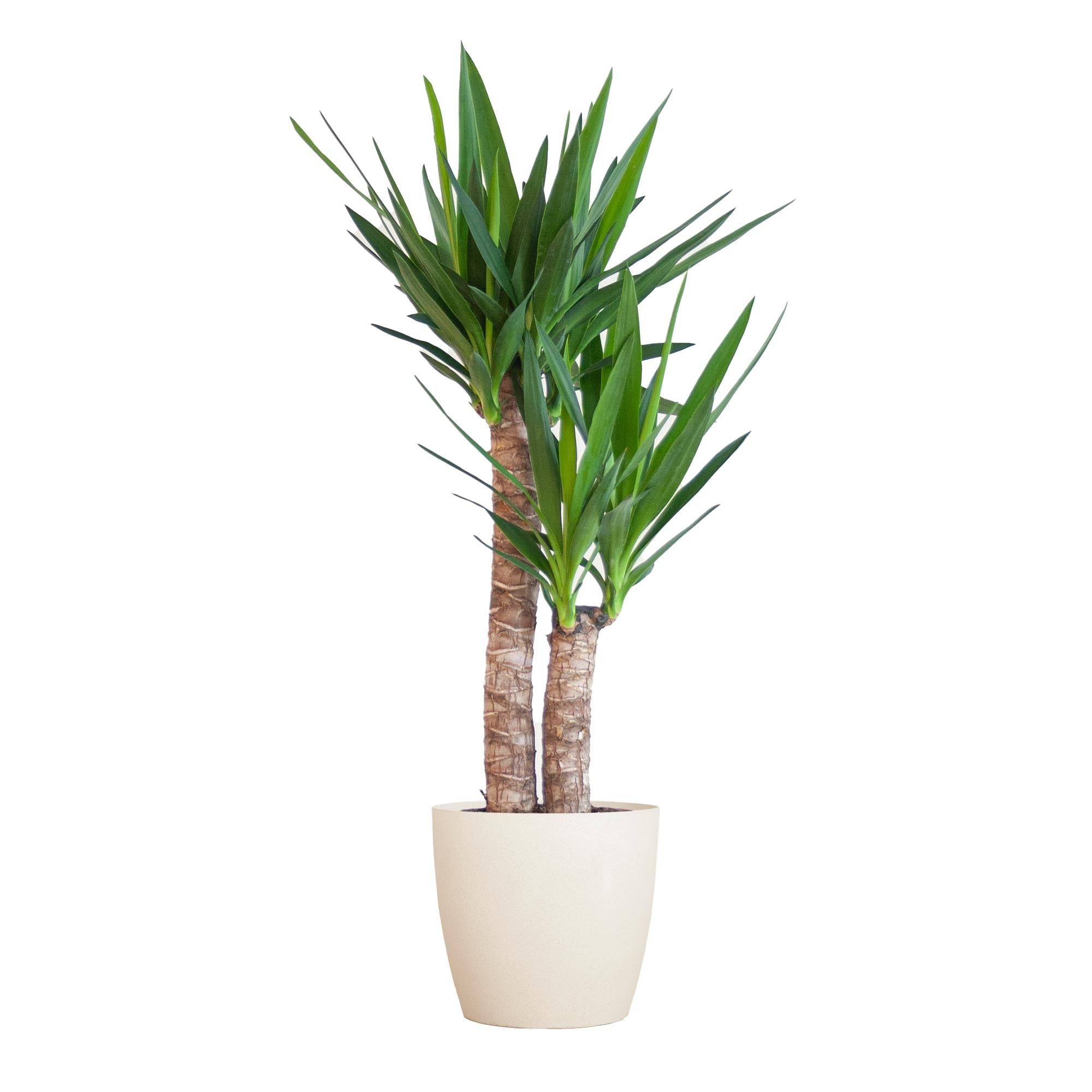 Yucca Elephantipes et Son Pot Blanc - H90cm - Image 1