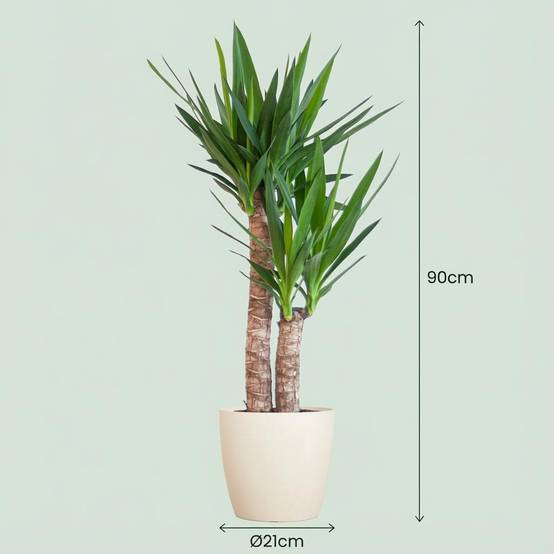 Yucca Elephantipes et Son Pot Blanc - H90cm - Image 4