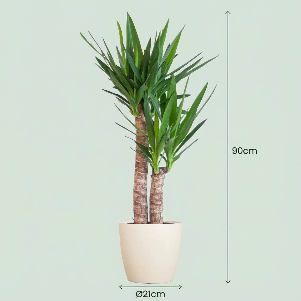 Yucca Elephantipes et Son Pot Blanc - H90cm - Image 4