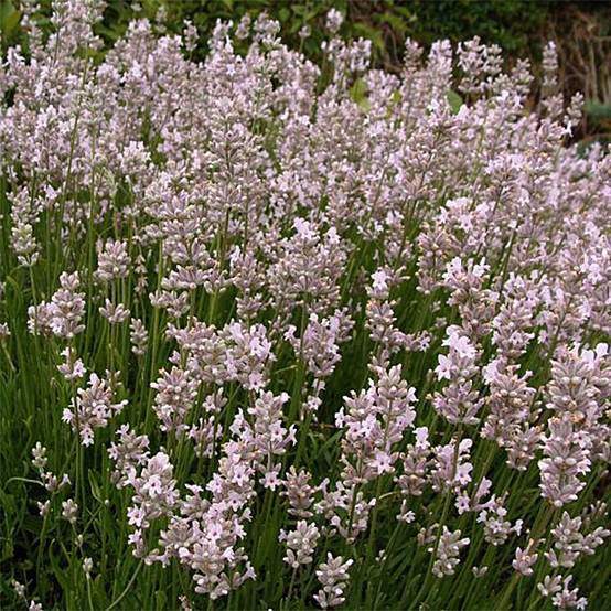 Promesse de Fleurs - Lavande vraie - Lavandula angustifolia Rosea Pot de 2L/3L