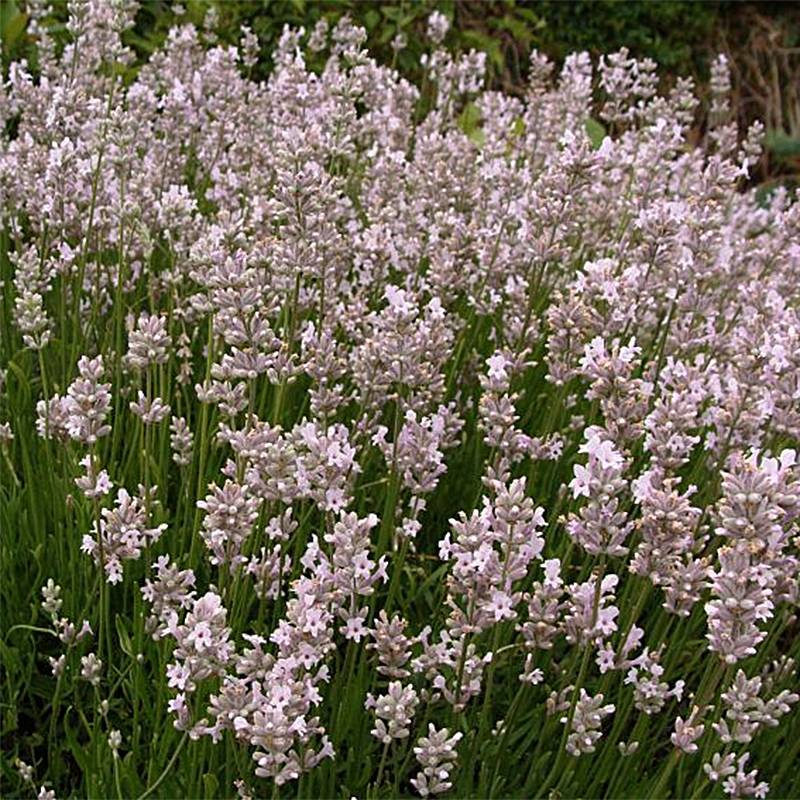 Promesse de Fleurs - Lavande vraie - Lavandula angustifolia Rosea Pot de 2L/3L