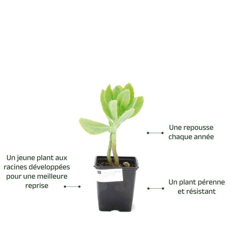 3 Orpins Remarquable 'Brilliant' (Sedum Spectabile) - Lot de 3 vivaces - Pépinières Naudet - Image 3