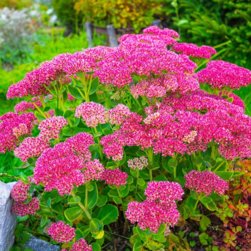3 Orpins Remarquable 'Brilliant' (Sedum Spectabile) - Lot de 3 vivaces - Pépinières Naudet - Image 1