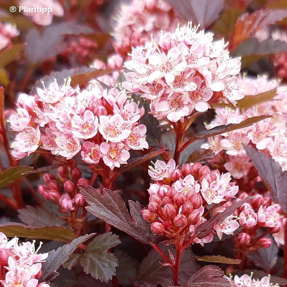 Physocarpus opulifolius Little Joker - Physocarpe nain Pot de 2L/3L - Image 1