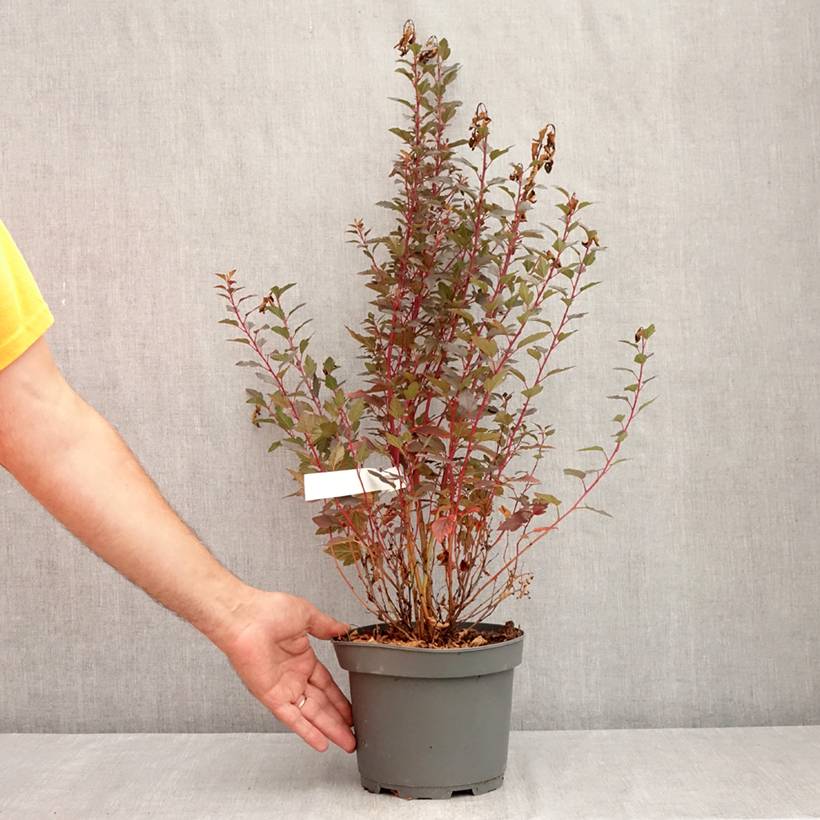 Physocarpus opulifolius Little Joker - Physocarpe nain Pot de 2L/3L - Image 2