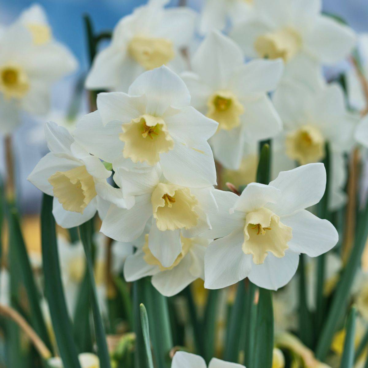 Promesse de Fleurs - Narcisse Hillstar Bulbe calibre 10/12 (par 10)
