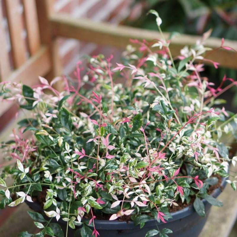 Bambou sacré SENSATION® 'Twilight', Nandina - Pot de 3L - 20/40 cm - Image 1