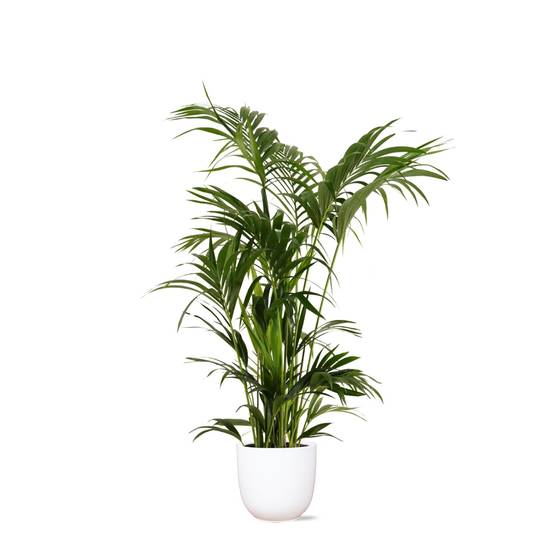 Kentia Palm et son pot- La Green Touch Blanc - Hauteur 160cm