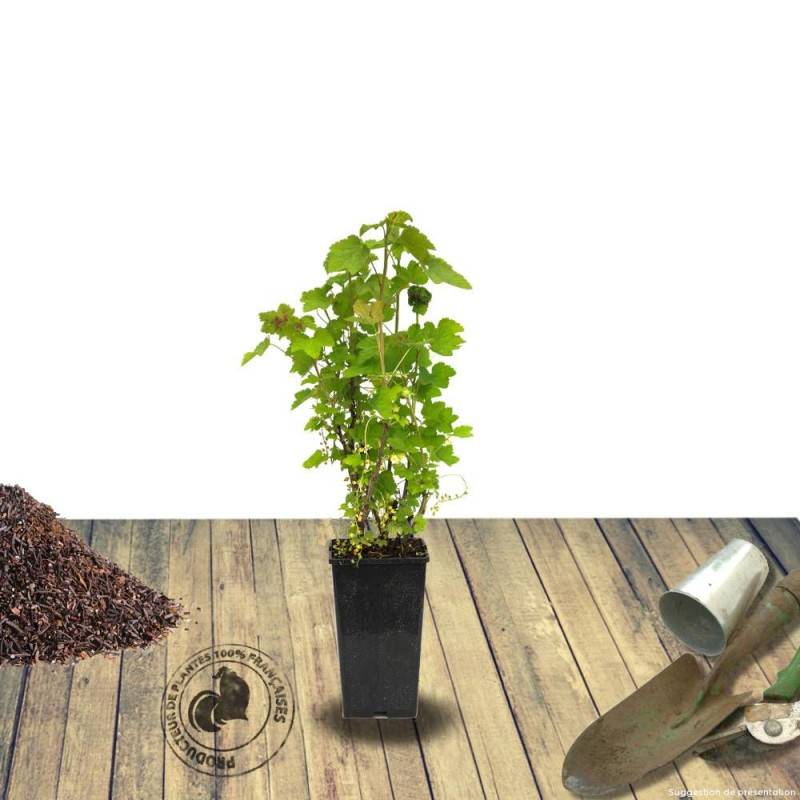 Cassis Andega - Très productif rendement - Pot de 1,5L - 20/50 cm - De 1,00 m à 1,50 m - Image 9
