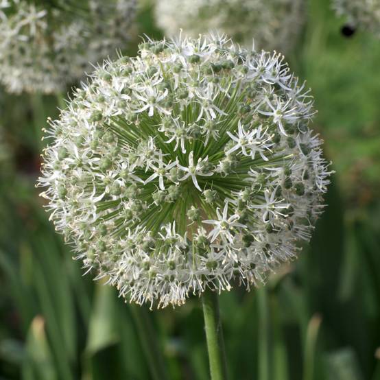 Plant In A Box - Mélange de bulbes pour abeilles et papil - Set de 120 - Bulbes à fleurs - Image 4